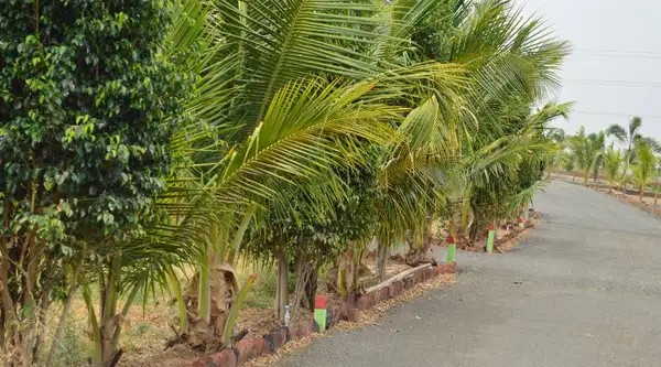 Fully developed Bungalow plots for sales in Kesnand Annex